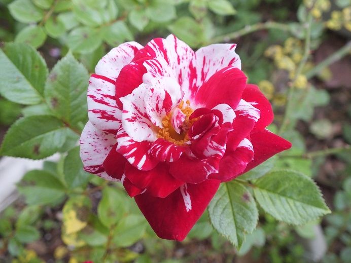  photo pluto2_zps38854f65.jpg